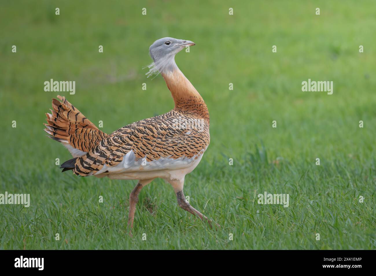 Great Bustard birding Stock Photo