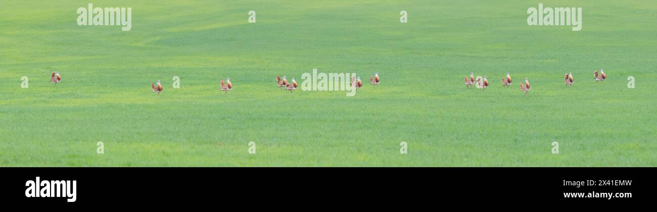 Great Bustard birding Stock Photo