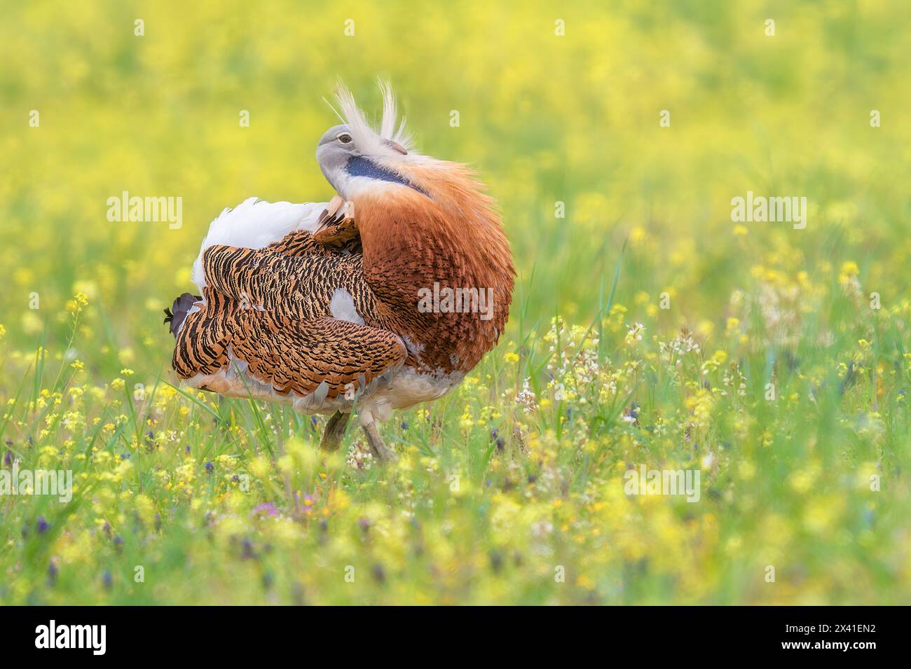 Great Bustard birding Stock Photo