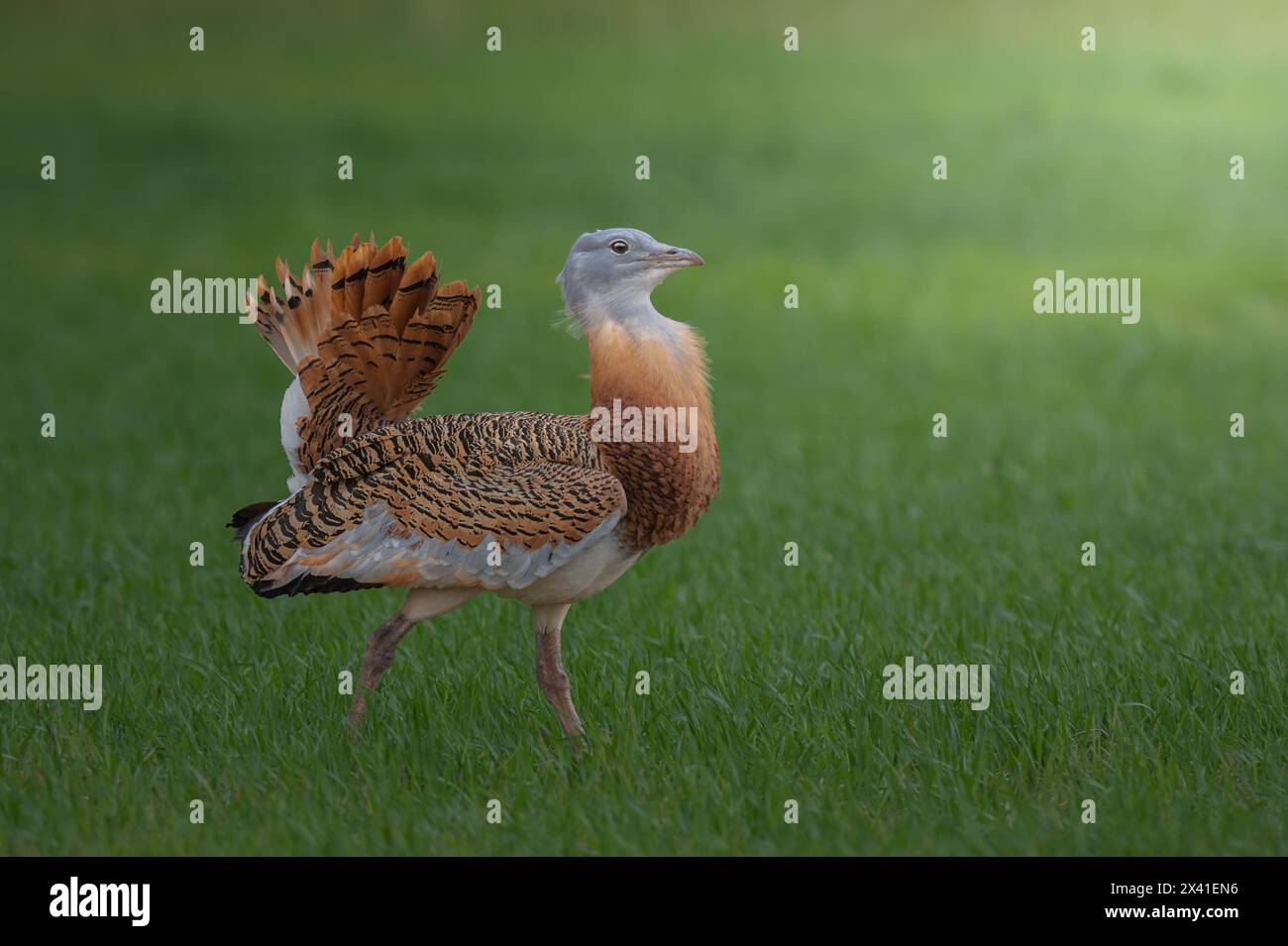 Great Bustard birding Stock Photo