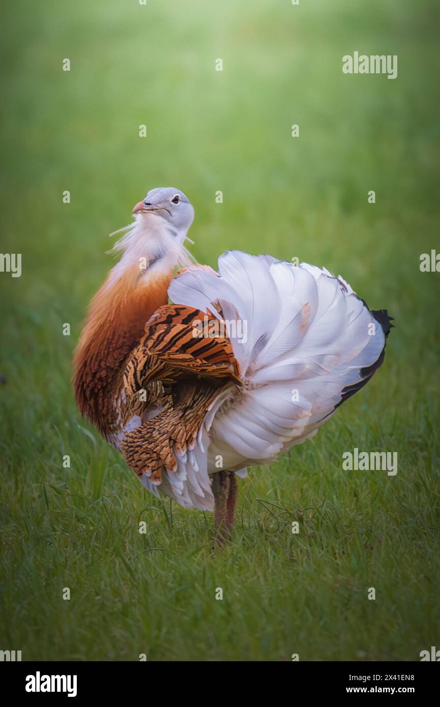 Great Bustard birding Stock Photo