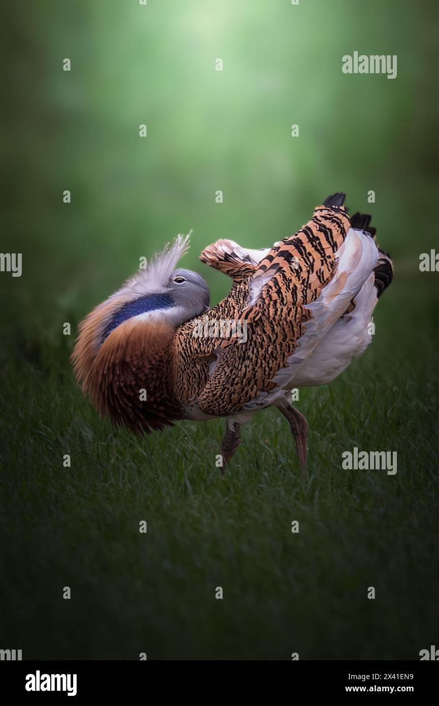 Great Bustard birding Stock Photo