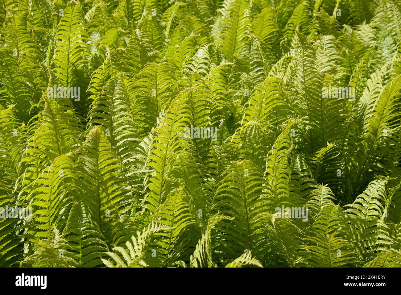 Ferns backdrop hi-res stock photography and images - Alamy