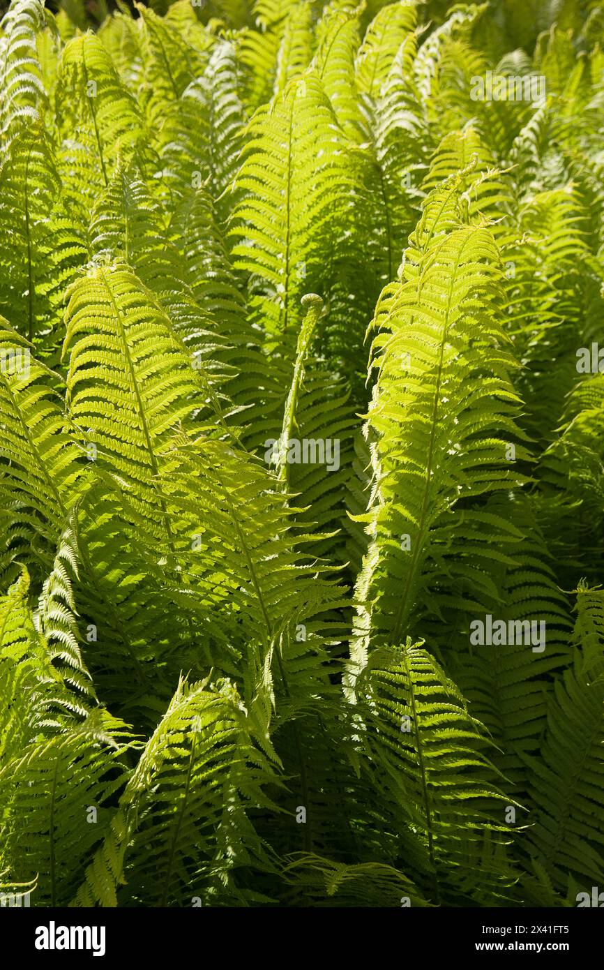 Spring young ferns Stock Photo