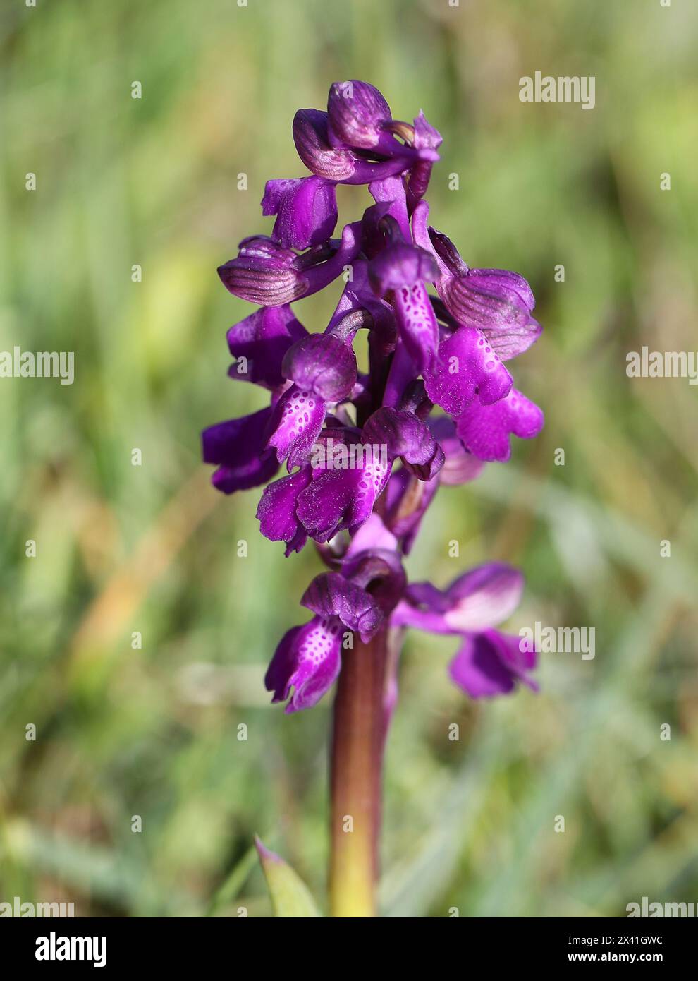 Green-winged Orchid or Green-veined Orchid, Anacamptis morio (Orchis morio), Orchidaceae. Bernwood Meadows, Oxfordshire, UK. .Typical Purple Flower. Stock Photo