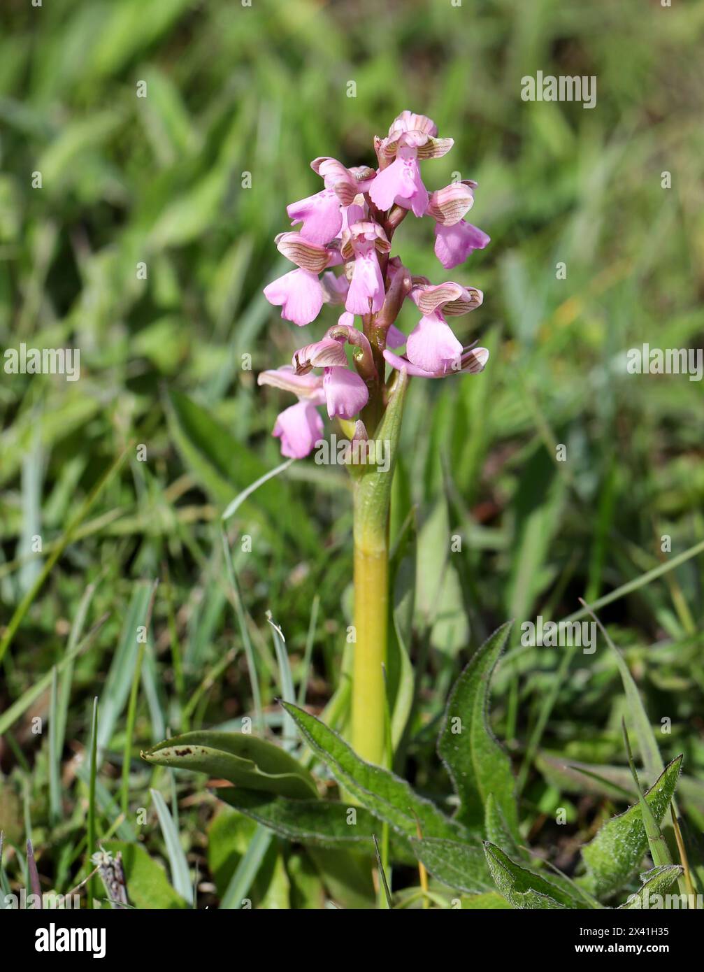 Green-winged Orchid or Green-veined Orchid, Anacamptis morio (Orchis morio), Orchidaceae. Bernwood Meadows, Oxfordshire, UK. Pink Variation. Stock Photo