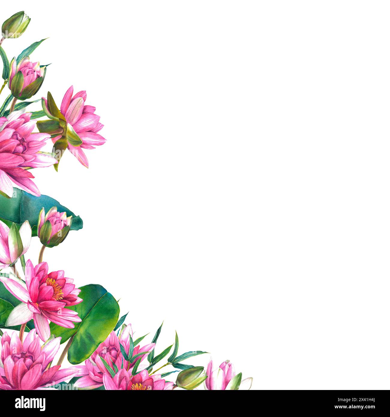 Pink flowers and green leaves of water lily. Hand drawn watercolor ...