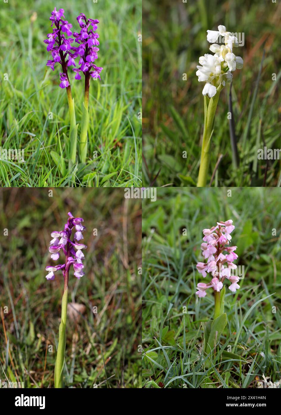 Green-winged Orchid or Green-veined Orchid, Anacamptis morio (Orchis morio), Orchidaceae. Bernwood Meadows, Oxfordshire, UK. Colour Variations. Stock Photo