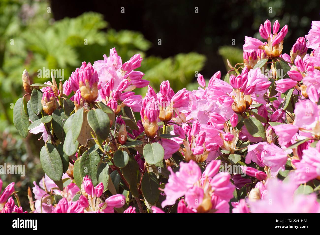 Spring Rhododendron Spring rhododendrons flowers Stock Photo - Alamy