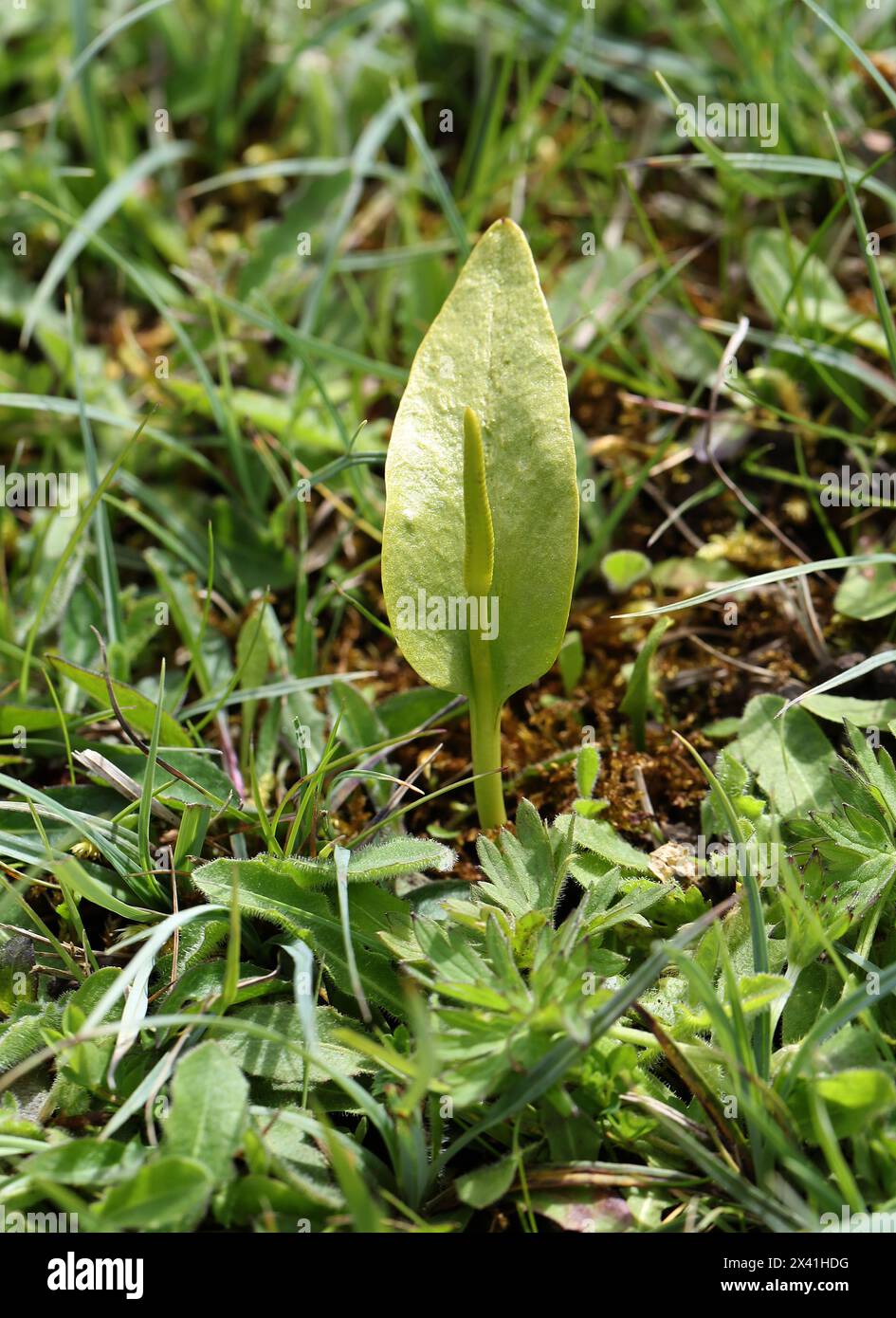 Adder's-tongue, Southern Adder's-tongue or Adder's-tongue Fern, Ophioglossum vulgatum, Ophioglossaceae. Bernwood Meadows, Oxfordshire, UK. Stock Photo