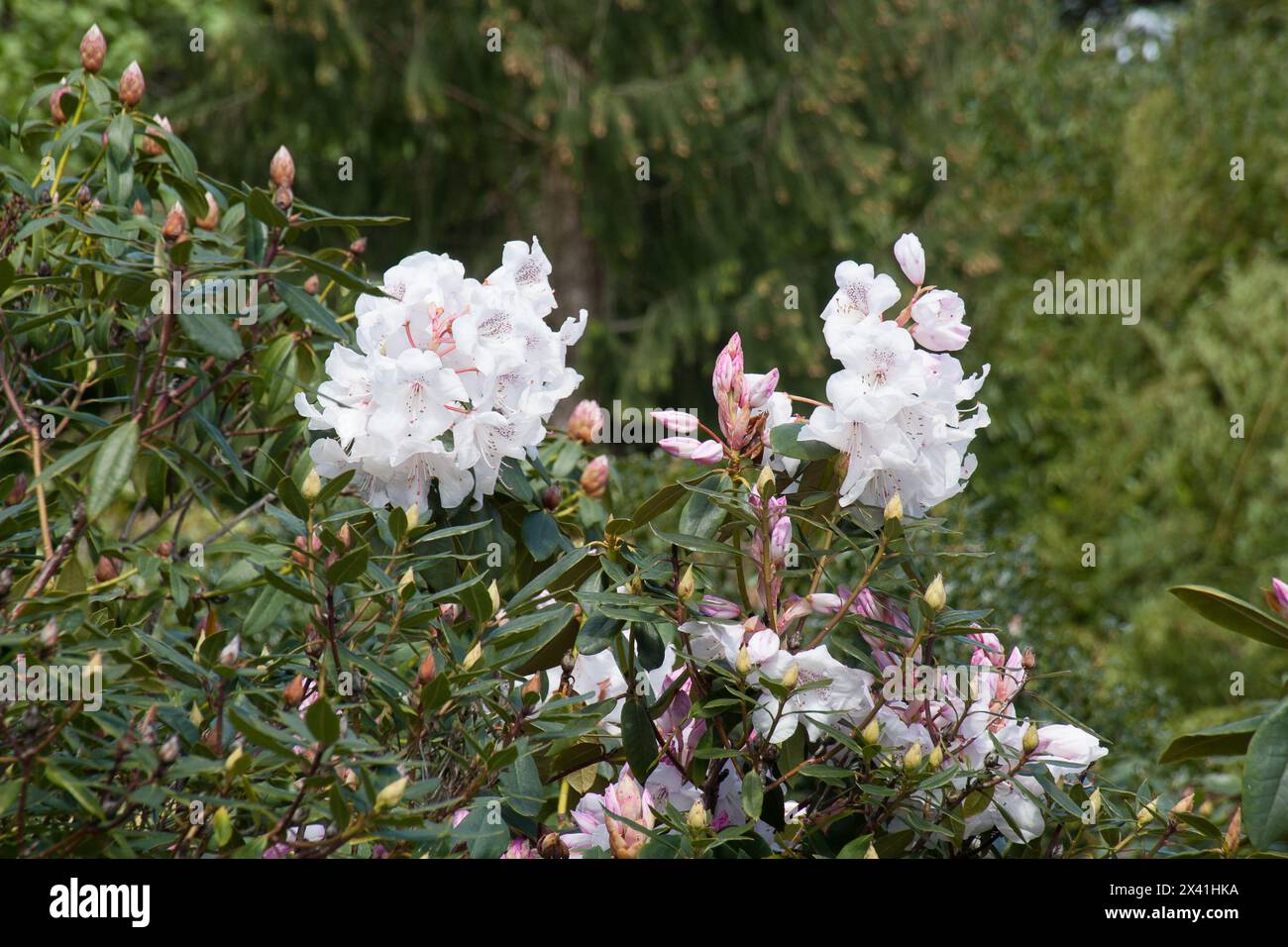Spring rhododendrons flowers Stock Photo