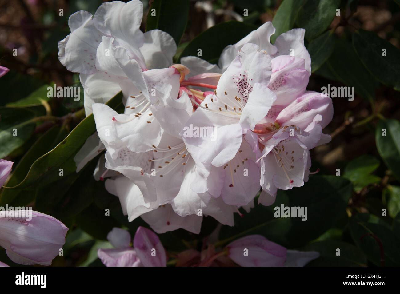 Spring rhododendrons flowers Stock Photo
