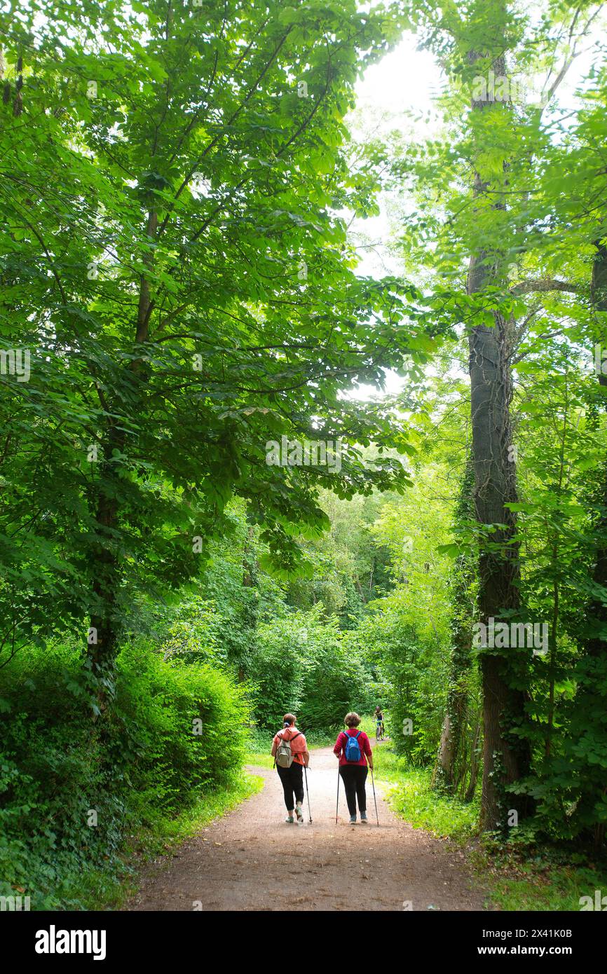 Two women from the back in the forest doing Nordic walking Stock Photo ...