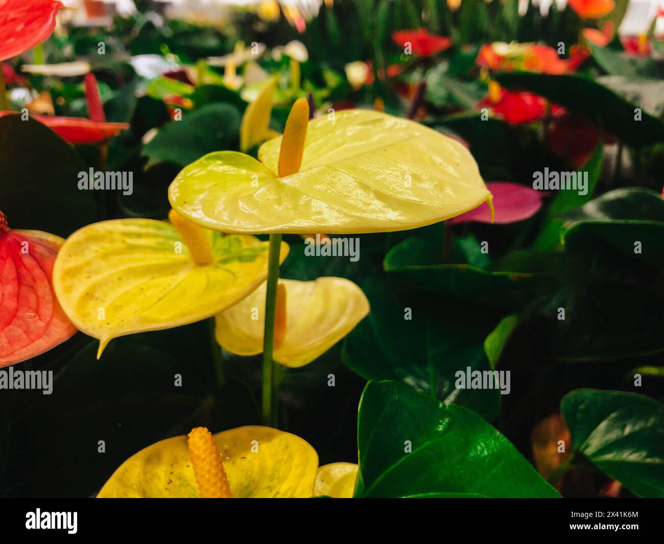 Anthurium cultivation hi-res stock photography and images - Alamy