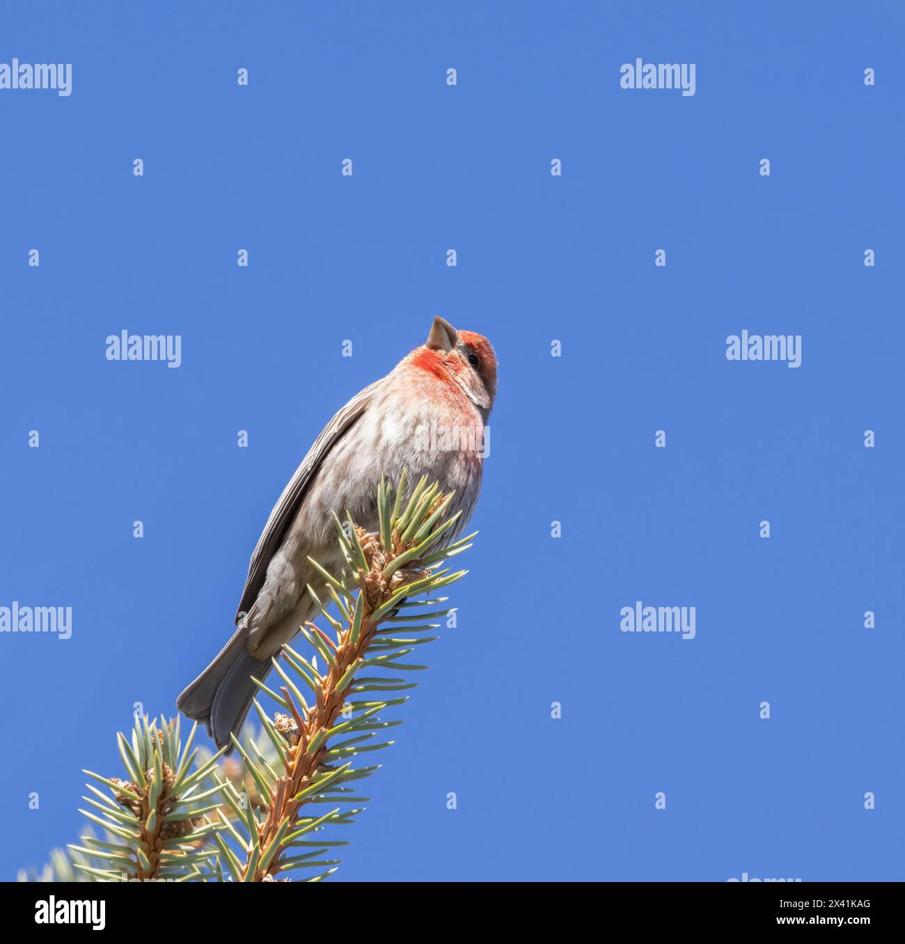 Male House finch atop a conifer tree Stock Photo