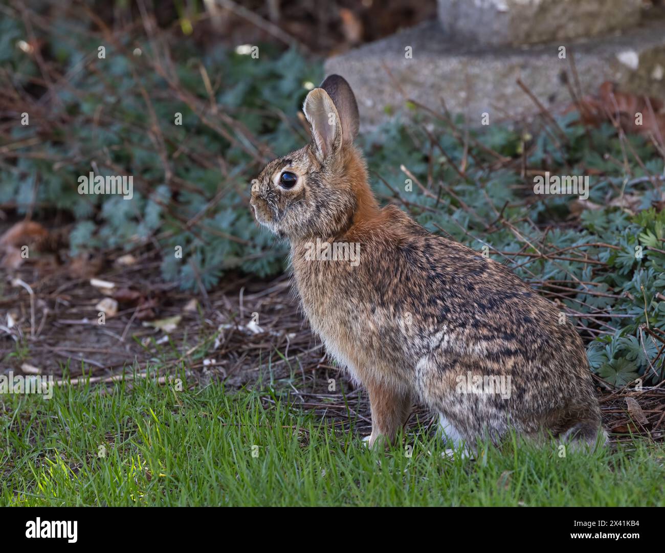 Closeup Eastern Cottontail bunny rabbit in a park in spring Stock Photo
