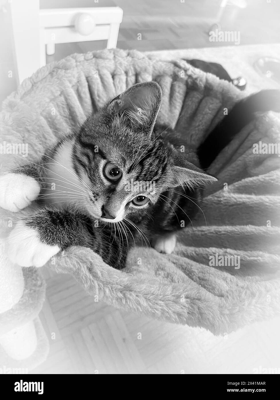 Katze auf einem Kletterturm beobachtet irgend etwas über ihr Stock Photo