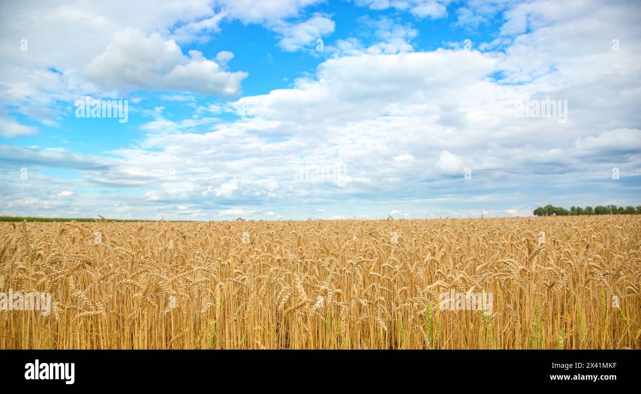 Field of ripe wheat under blue sky with clouds, harvest season ...