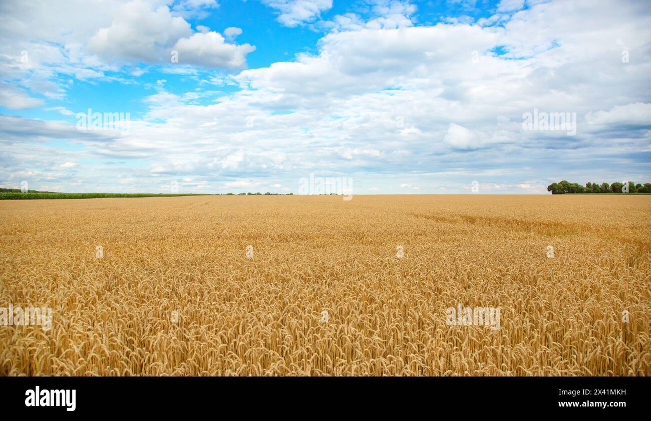 Field of ripe wheat under blue sky with clouds, harvest season ...