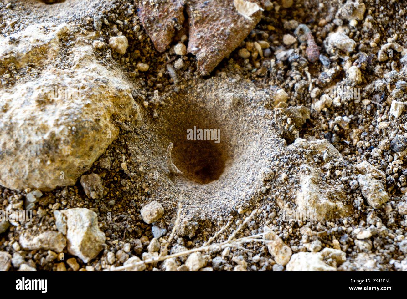 Antlion (Undur-undur) holes in the ground. These anmals are a group of about 2,000 species of insect in the neuropteran family Myrmeleontidae Stock Photo
