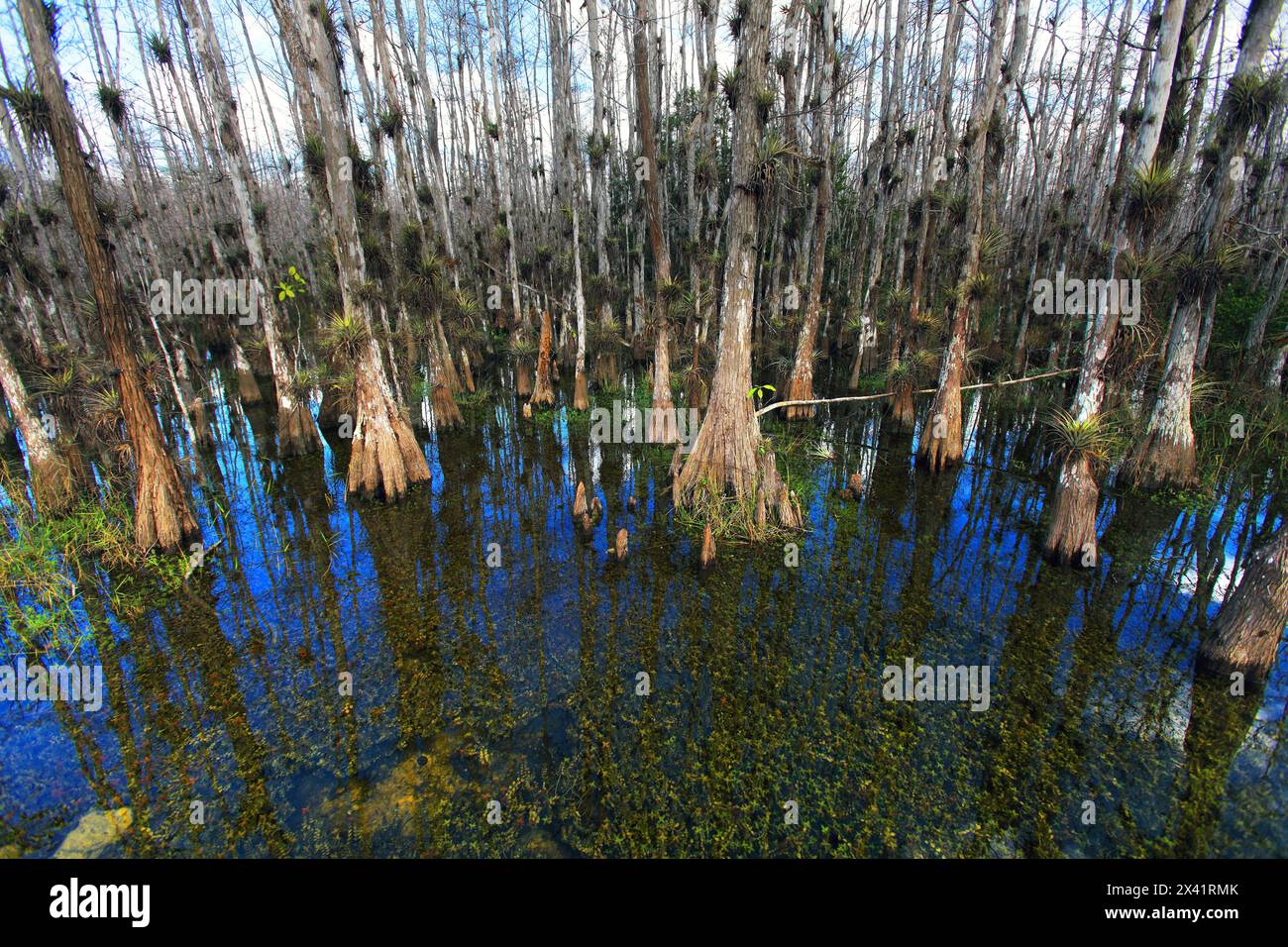 Everglades big cypress national preserve hi-res stock photography and ...