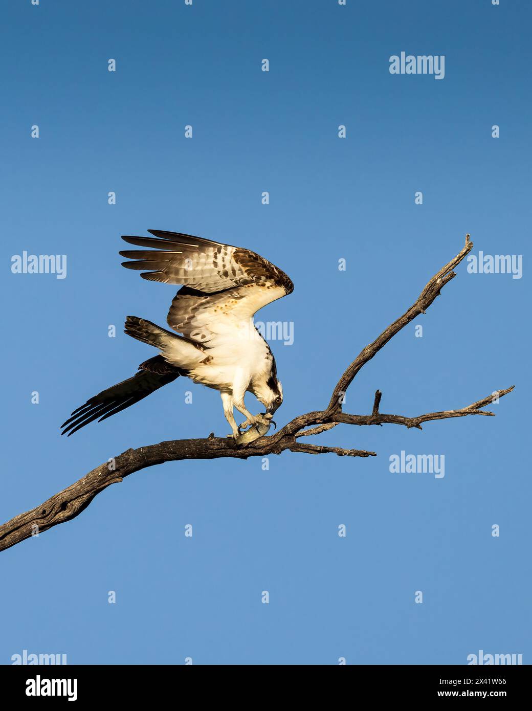 Fb page hi-res stock photography and images - Alamy