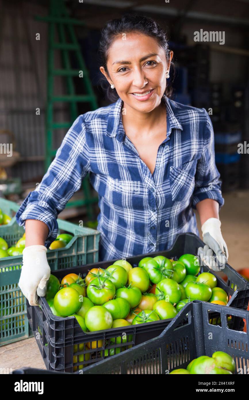 Female farmer stacking boxes with green tomatoes in farm warehouse ...