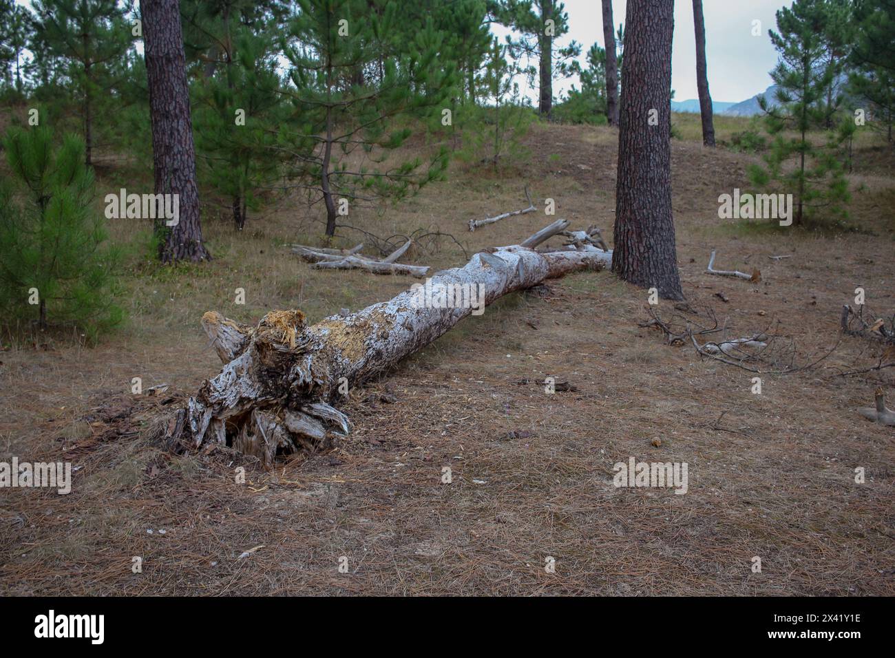 fallen pine on the ground while trekking Stock Photo