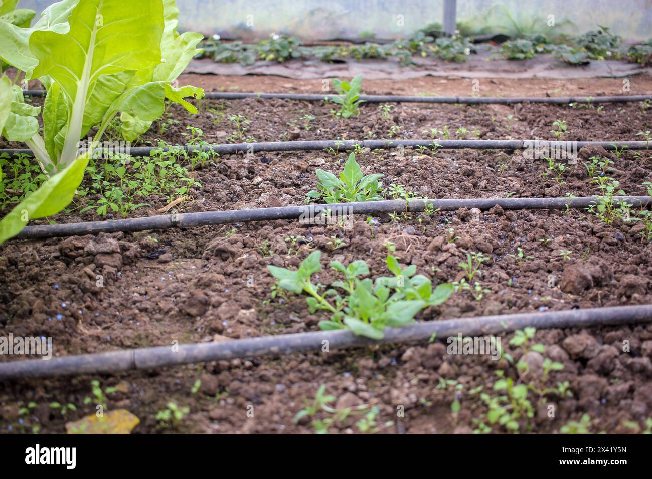 organic spinach and swiss chard in a greenhouse in Spain Stock Photo