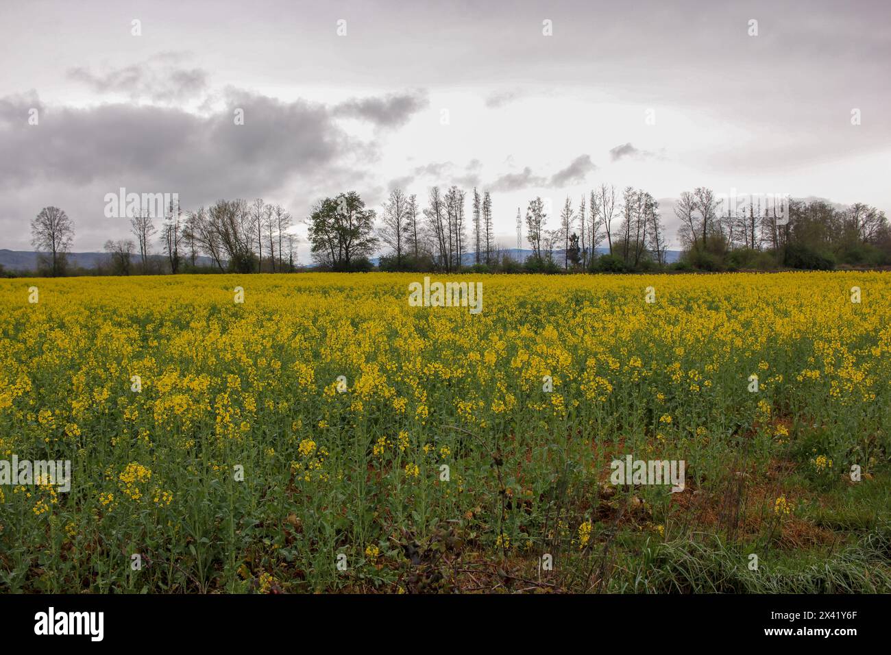 a turnip field gives its yellow colour to the countryside in A Limia, Spain Stock Photo
