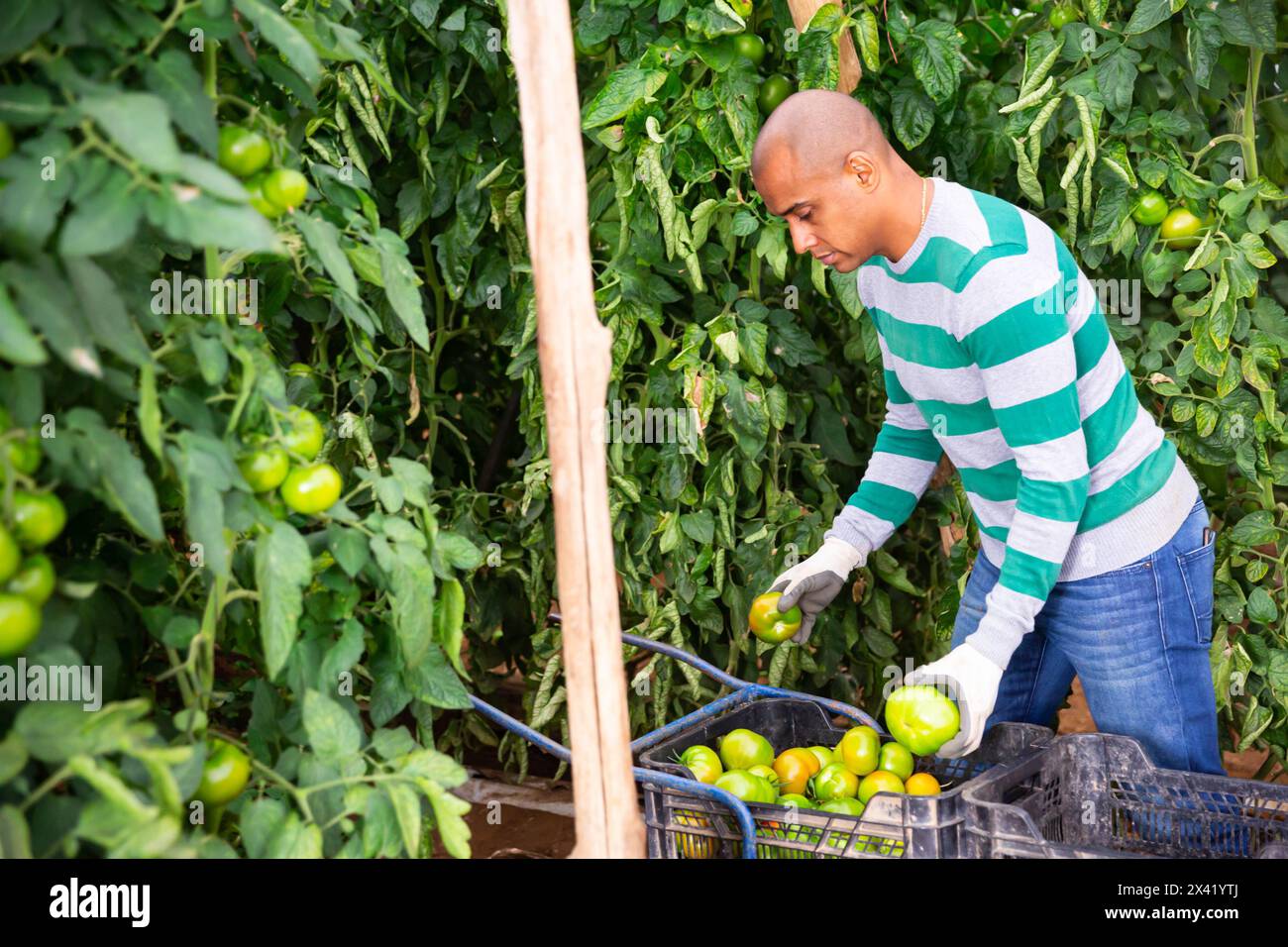 Successful farmer hand harvesting crop of ripe tomatoes in greenhouse ...