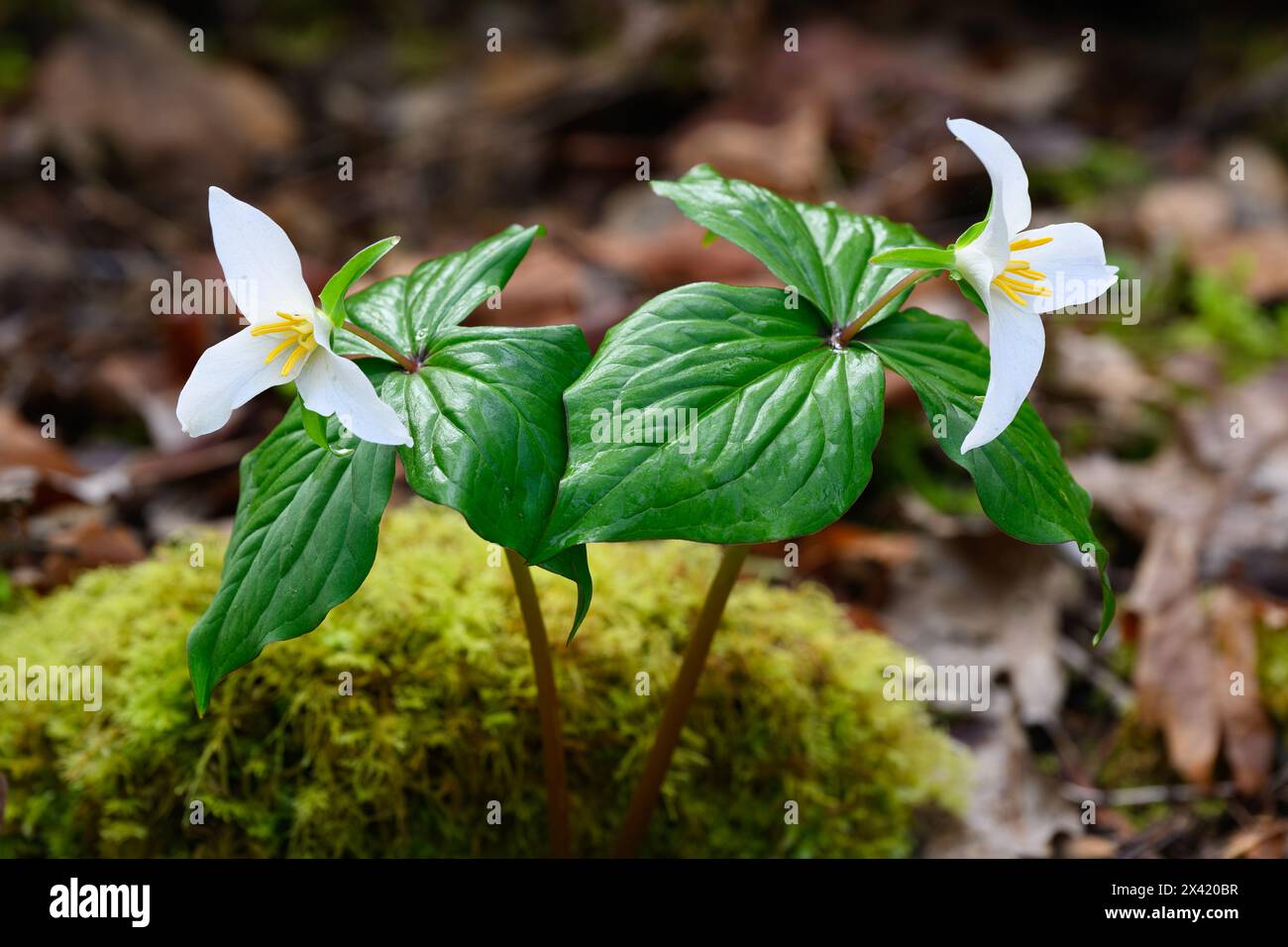 Pair of wiild western white trillium growing on forest floor in wet mossy Spring Stock Photo