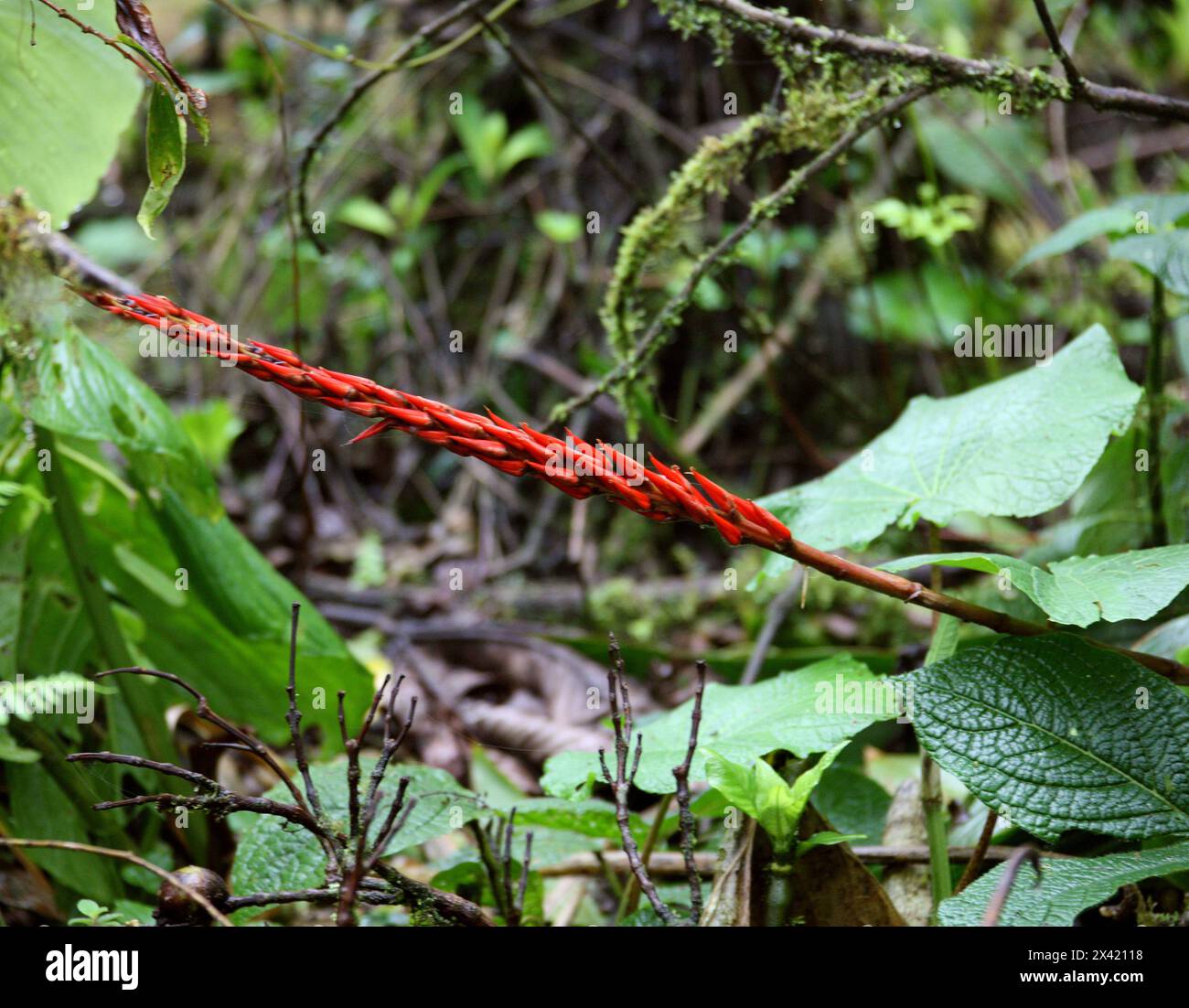 Bromeliad, Pitcairnia heterophylla, Bromeliaceae. Monteverde, Costa Rica. Stock Photo