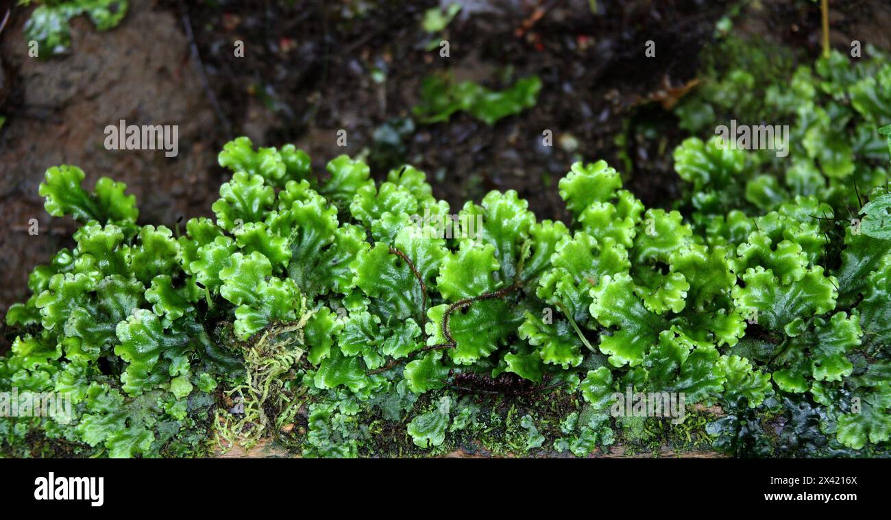 Overleaf Pellia or Common Pellia, Pellia epiphylla, Pelliaceae. A thallose liverwort growing on the edge of a rainforest path. Monteverde Rainforest. Stock Photo