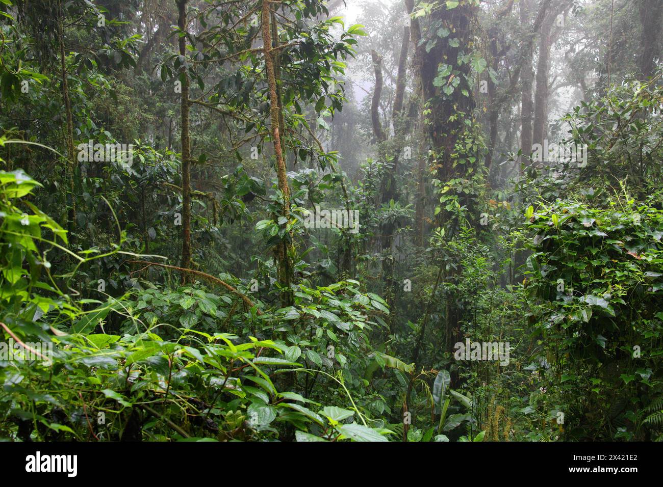 Monteverde Rainforest, Costa Rica, Central America. Stock Photo