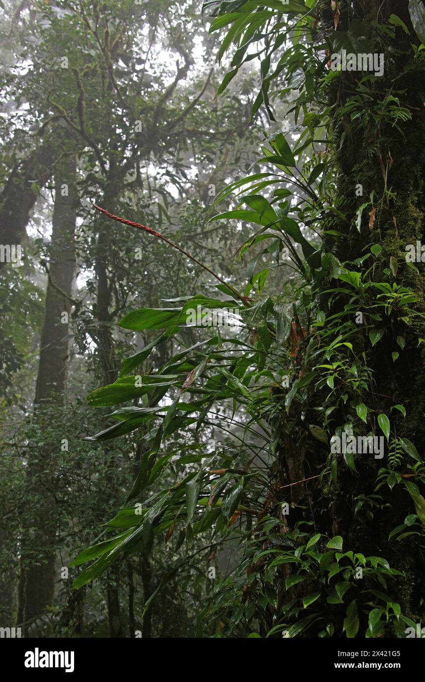 Bromeliad, Pitcairnia heterophylla, Bromeliaceae. Monteverde, Costa Rica, Central America. Stock Photo