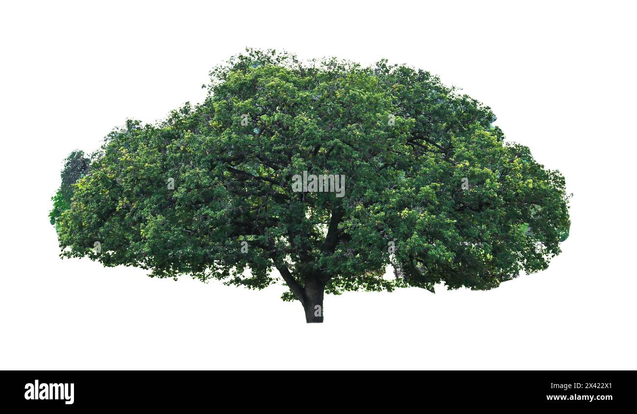 Beautiful tree with green leaves isolated on white Stock Photo - Alamy