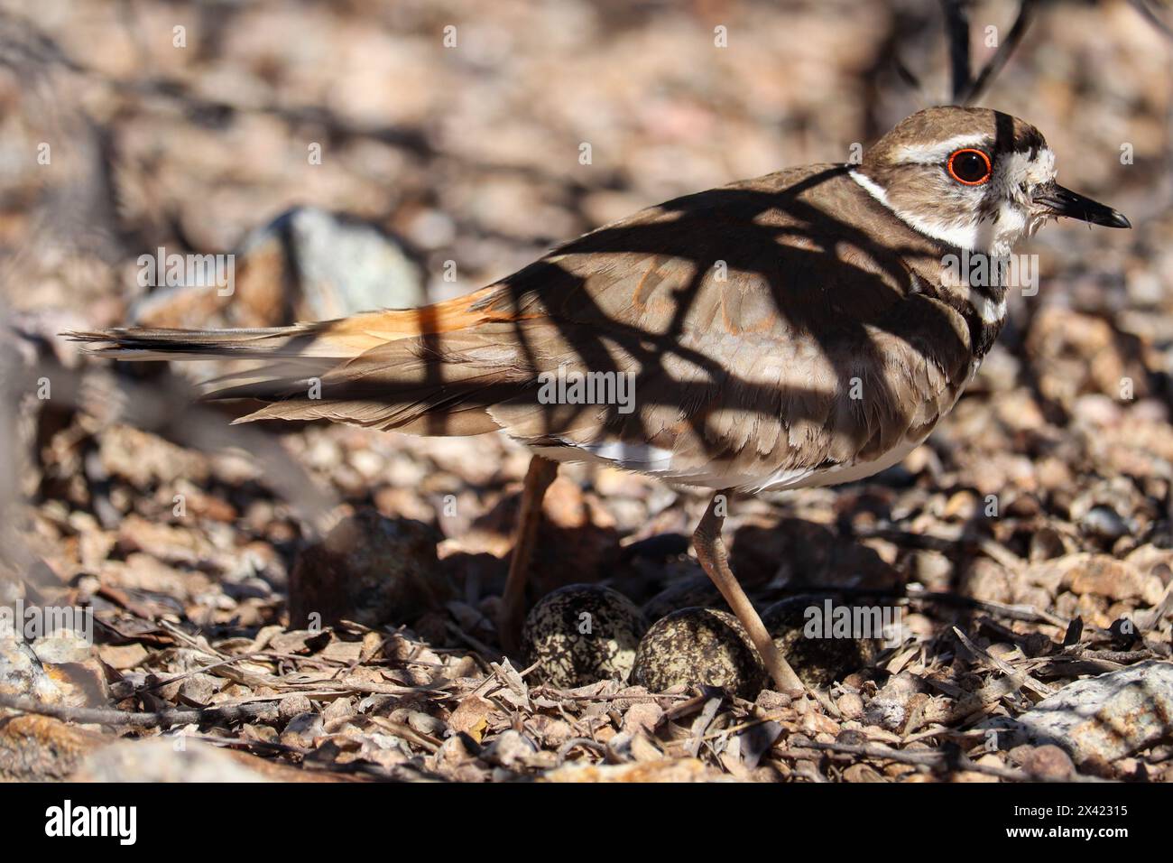 Nesting killdeer or Charadrius vociferus standing over her eggs at the Riparian water ranch in Arizona. Stock Photo