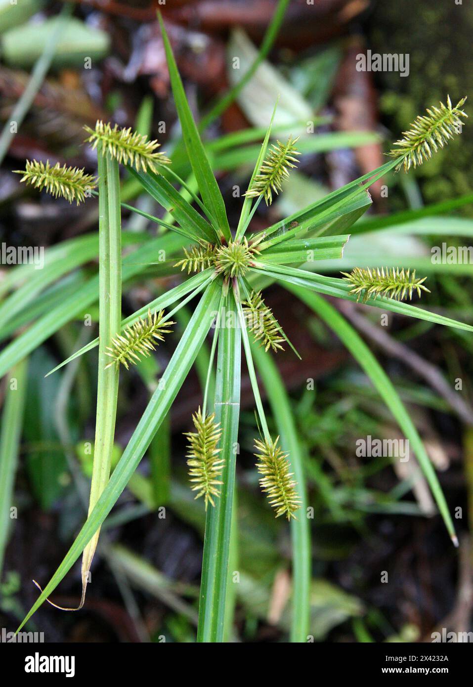 Meyen's Flatsedge, Cyperus meyenianus, Cyperaceae.  Monteverde, Costa Rica, Central America. Stock Photo