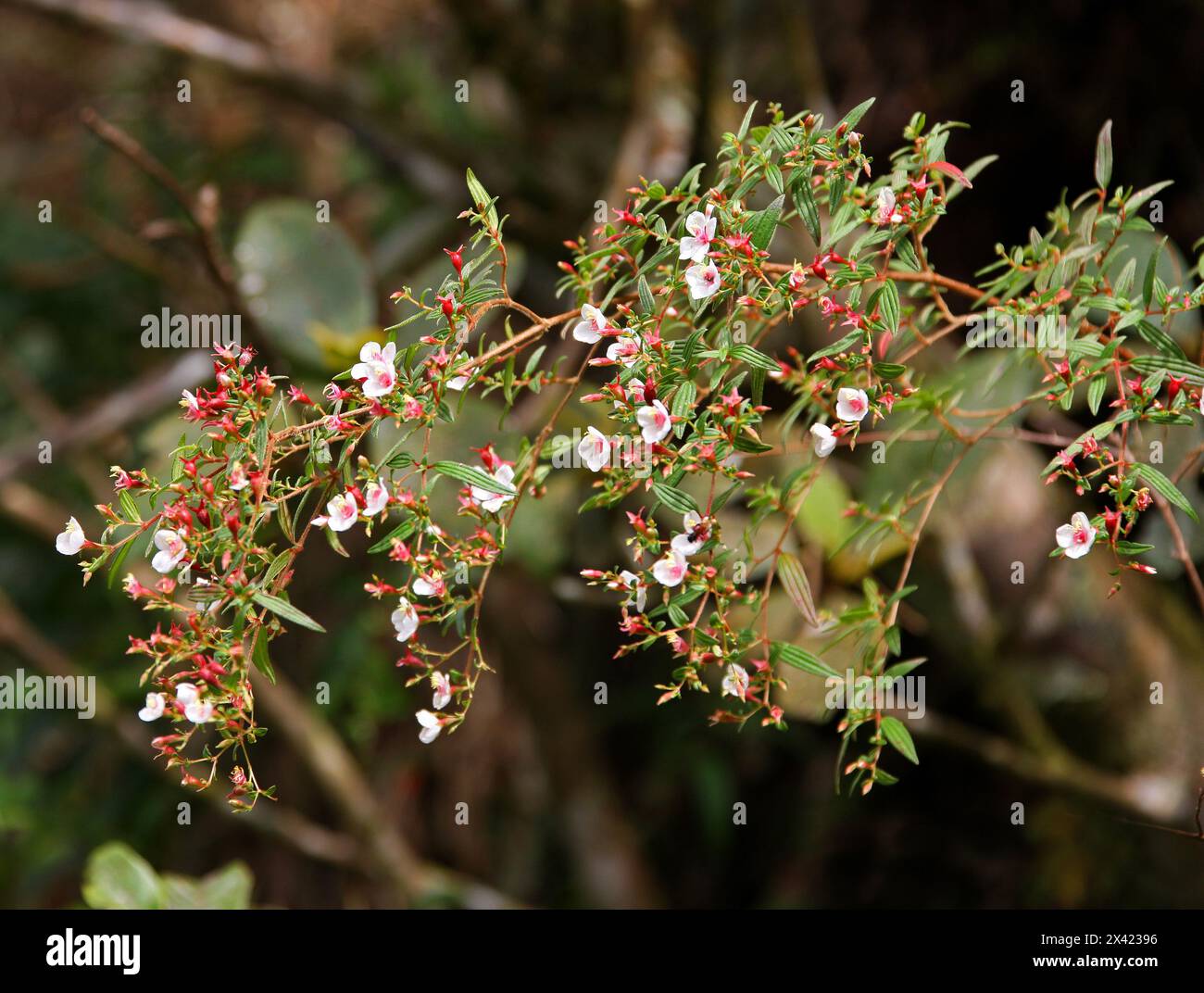 Monochaetum floribundum, Melastomataceae.  Monteverde, Costa Rica, Central America. Stock Photo
