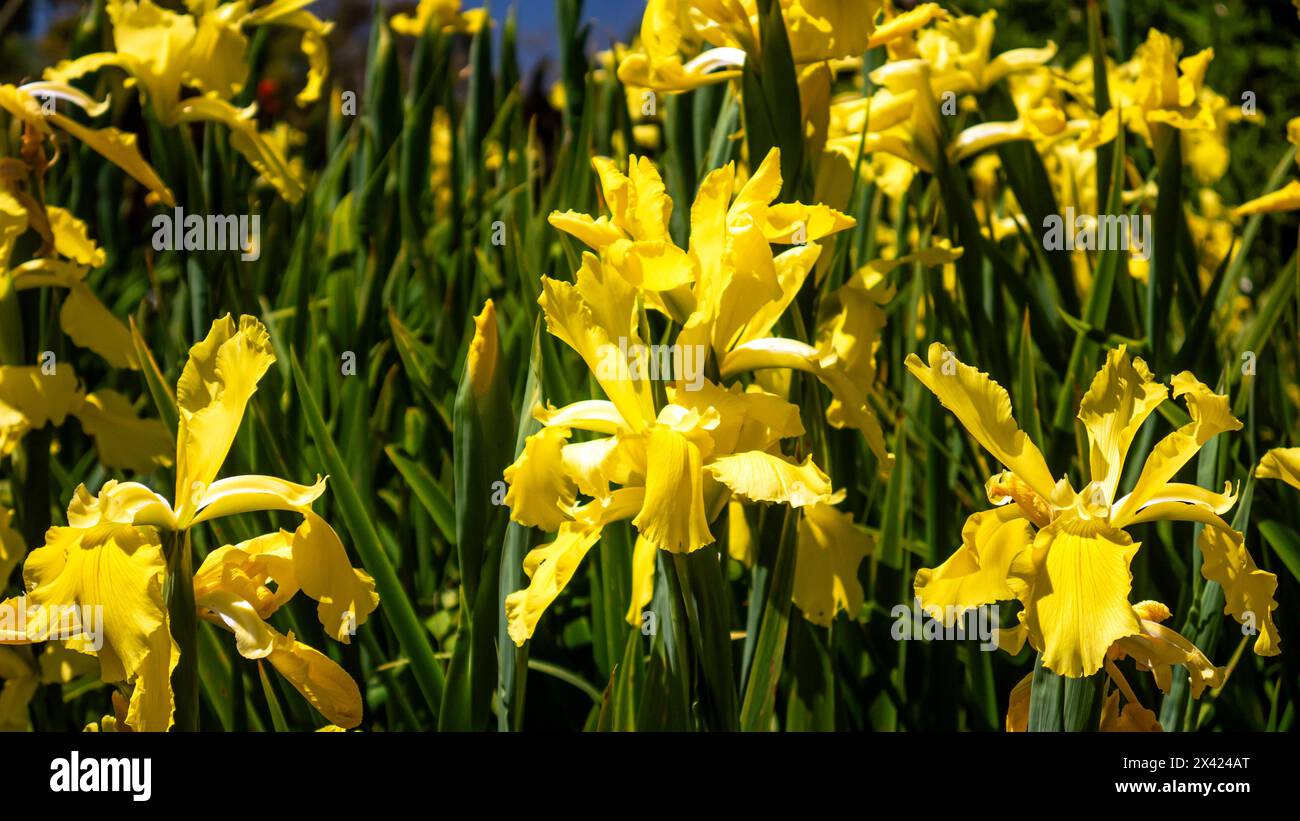 Iris pseudacorus, yellow irises, yellow flag flowers, or water flag flowers Stock Photo