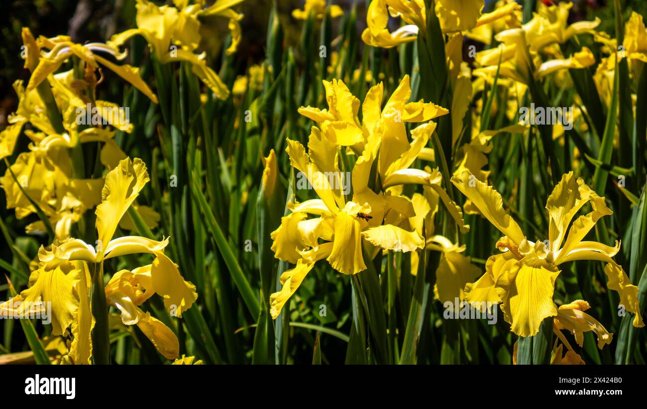Iris pseudacorus, yellow irises, yellow flag flowers, or water flag flowers with a honeybee foraging for pollen Stock Photo
