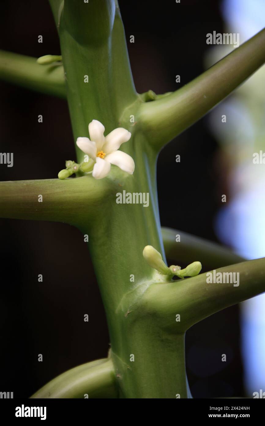 Papaya, Papaw, or Pawpaw, Carica papaya, Caricaceae. Tree with flower.  Costa Rica, Central America. Stock Photo