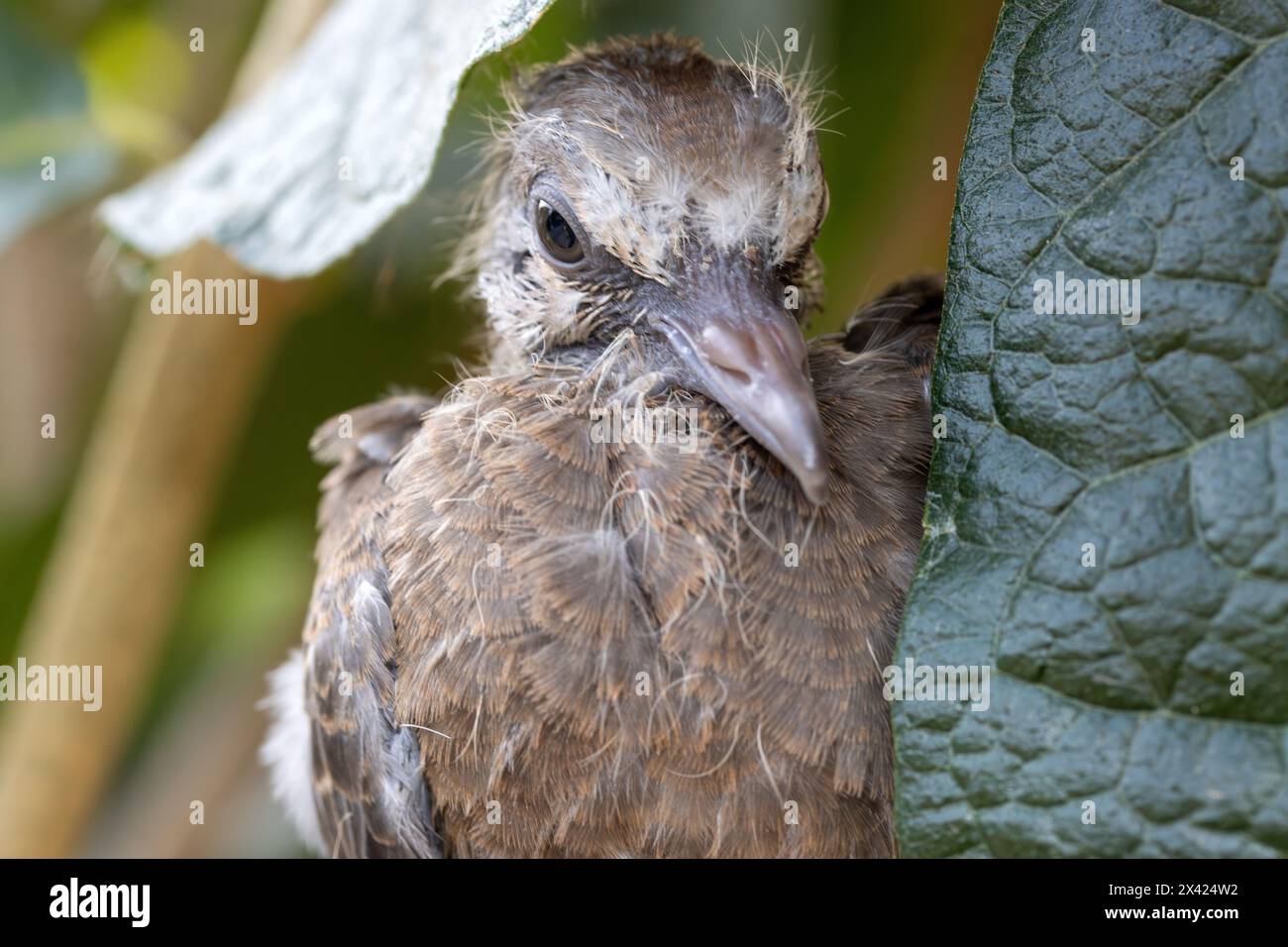 A baby pigeon that fell out of its nest in a tree is cling on a branch Stock Photo