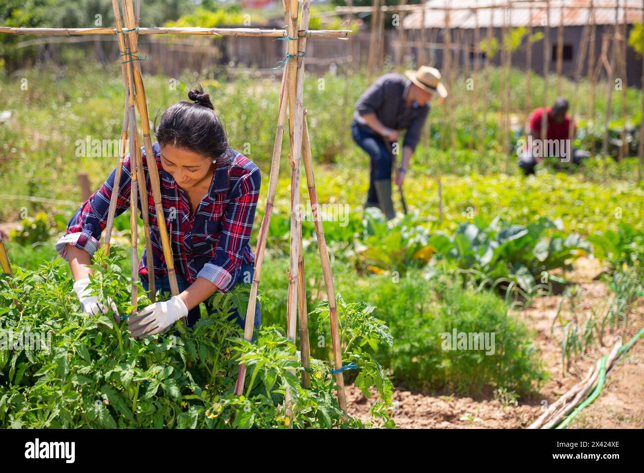Female gardener strengthens tomato seedlings with sticks Stock Photo ...