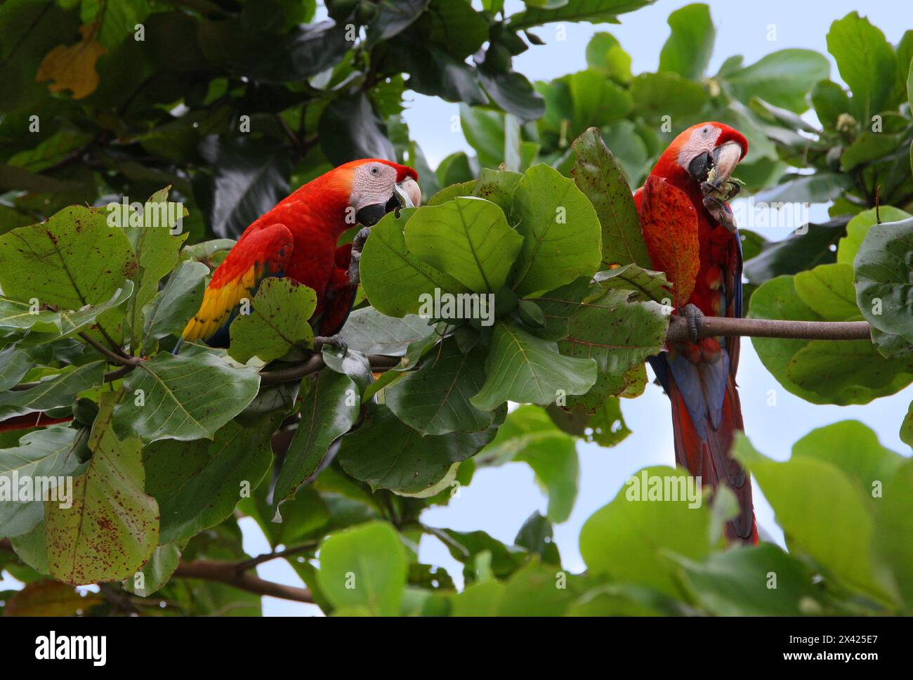 Scarlet Macaws, Ara macao, Psittacidae. Feeding on the fruits of the Tropical Almond tree, Terminalia catappa, Combretaceae. Manuel Antonio, Costa Ric Stock Photo