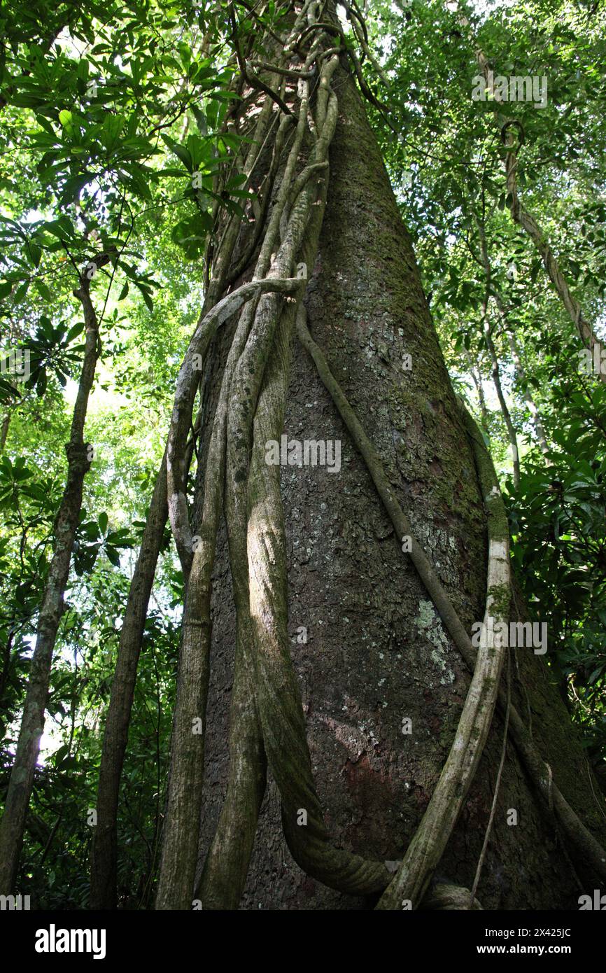 Wild Cashew Tree, Anacardium excelsum, Anacardiaceae. Manuel Antonio National Park, Costa Rica, Central America. Stock Photo