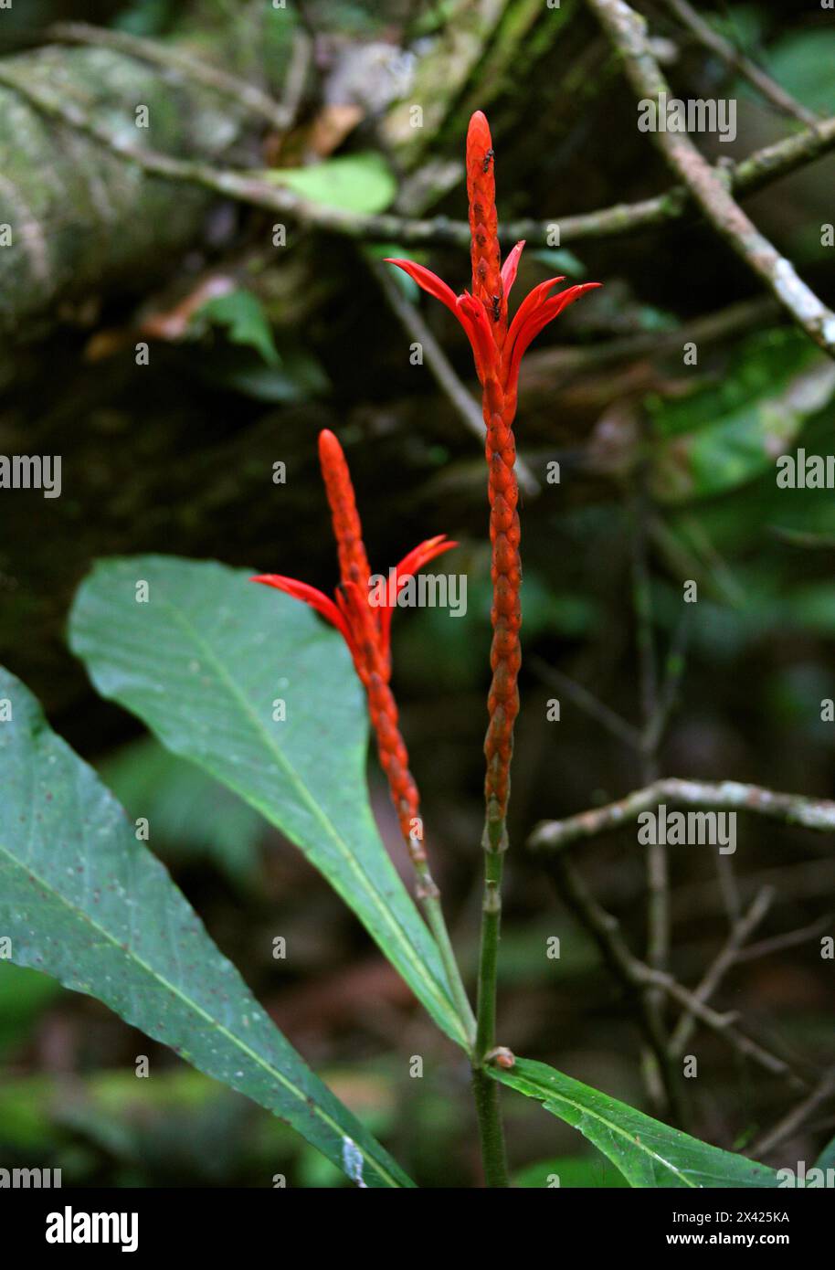 Aphelandra Tridentata, Acanthaceae. Thin, long red flower in the dry jungle. Manuel Antonio, Costa Rica, Central America. Stock Photo