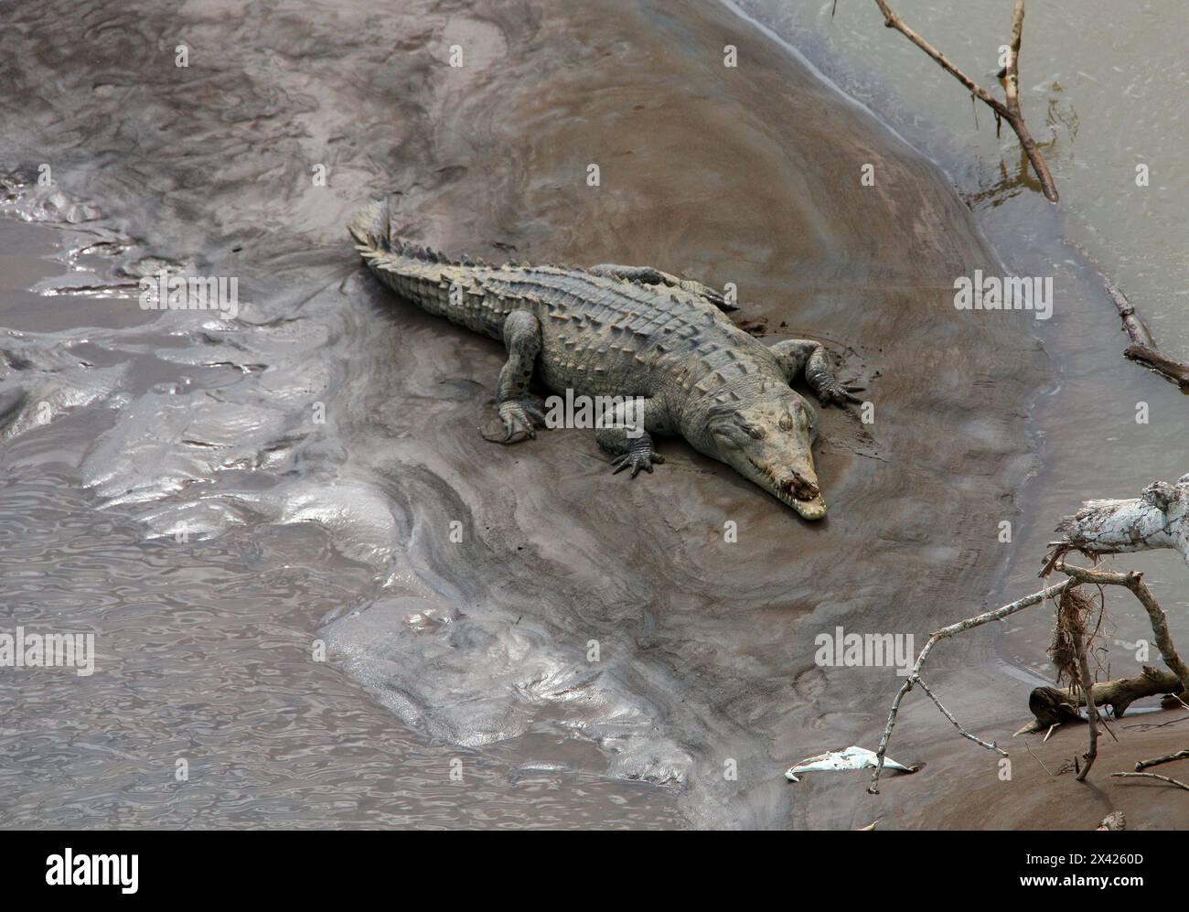 American crocodile, Crocodylus acutus, Crocodylidae, Crocodilia, Reptilia. Crocodile with broken jaw sleeping on a sand bank below the Tarcoles river Stock Photo