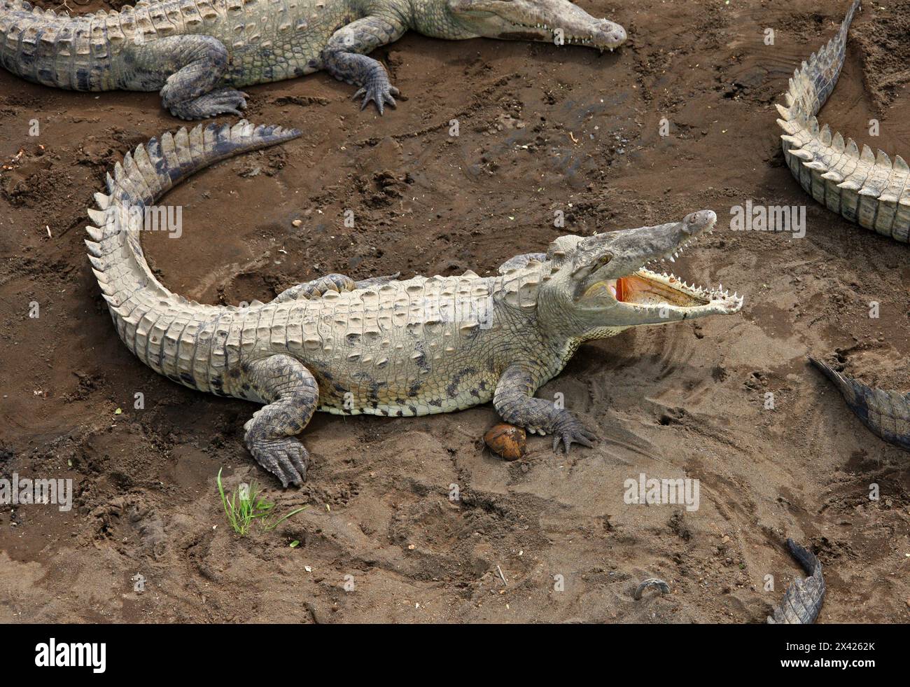 American crocodile, Crocodylus acutus, Crocodylidae, Crocodilia, Reptilia. Crocodiles on a sand bank below the Tarcoles river bridge, Manuel Antonio, Stock Photo